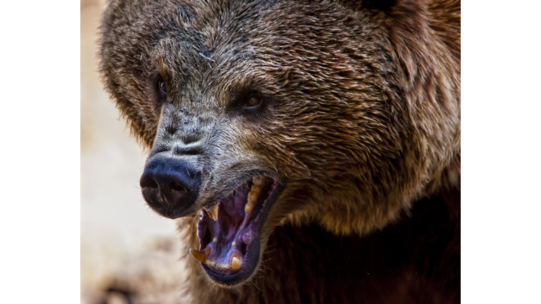 Angry bear. Head shot. Detailed view