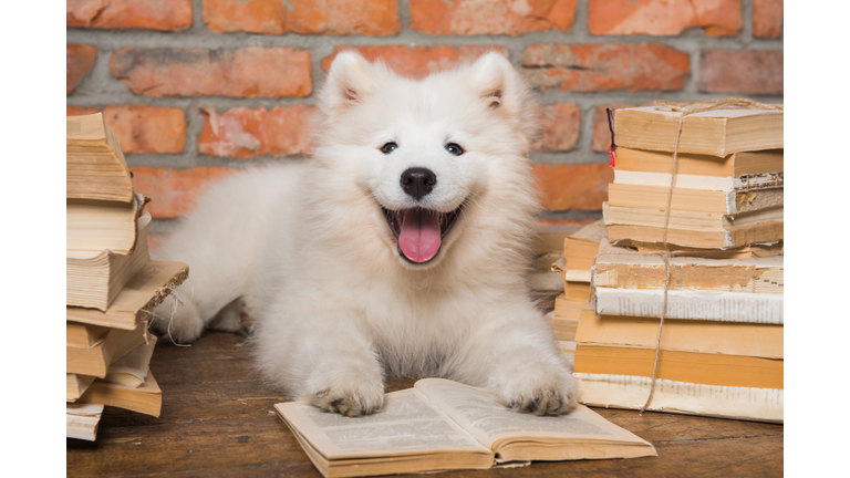 White fluffy Samoyed puppy dog with book