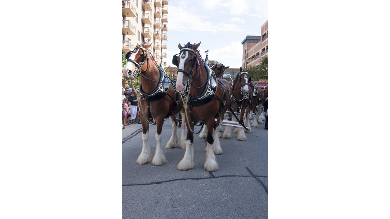 Budweiser Clydesdales