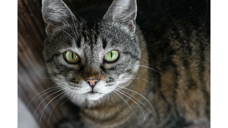 A beautiful gray cat looks directly into the camera lens. Green eyes. Pets. Street animals