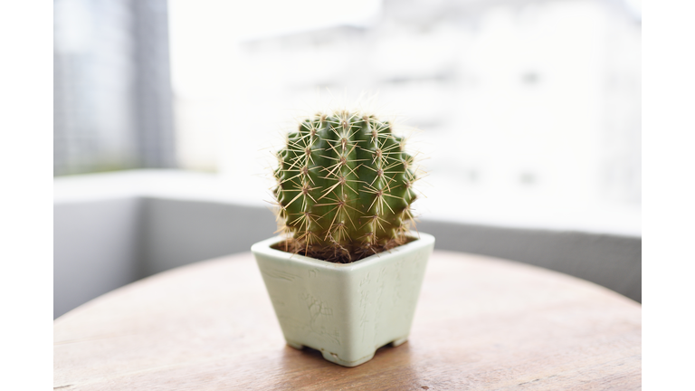 Potted cactus on an outdoor table