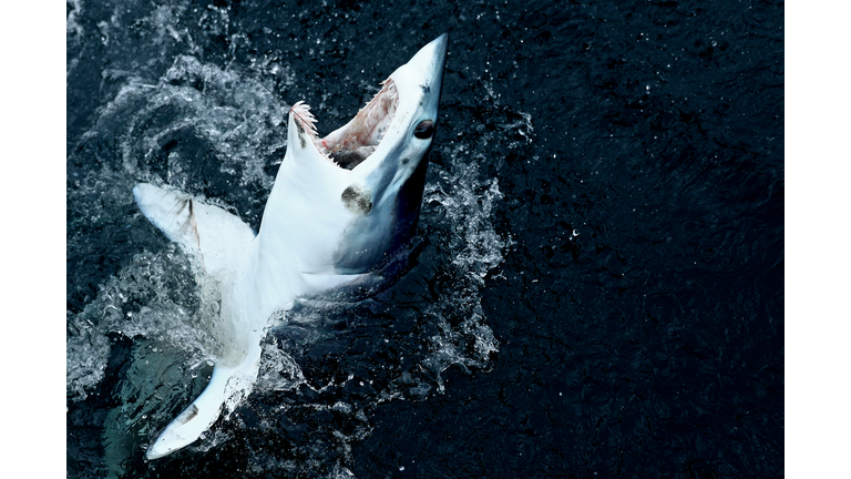 North Atlantic Monster Shark Tournament