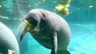Manatee Seeing Eating on Someone's Front Lawn During Hurricane Idalia