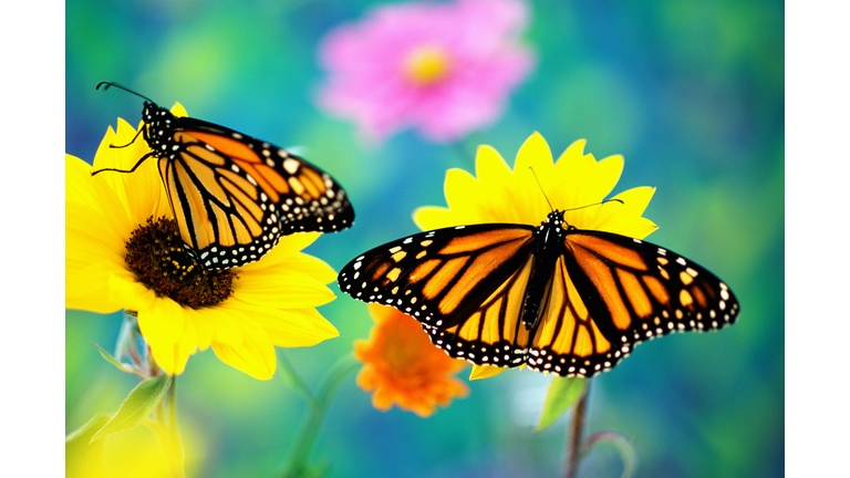 Two monarch butterflies (Danaus plexippus) on sunflowers