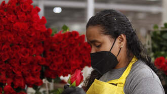 Cuantas Rosas se Venden en USA Para el Dia de San Valentin?