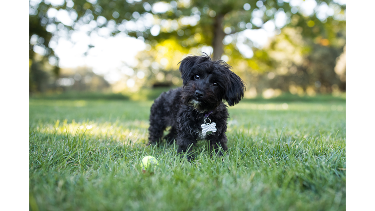 Yorkipoo Dog Standing Outdoors with Tennis Ball