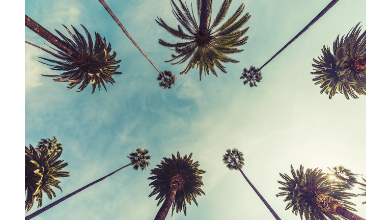 Los Angeles palm trees, low angle shot