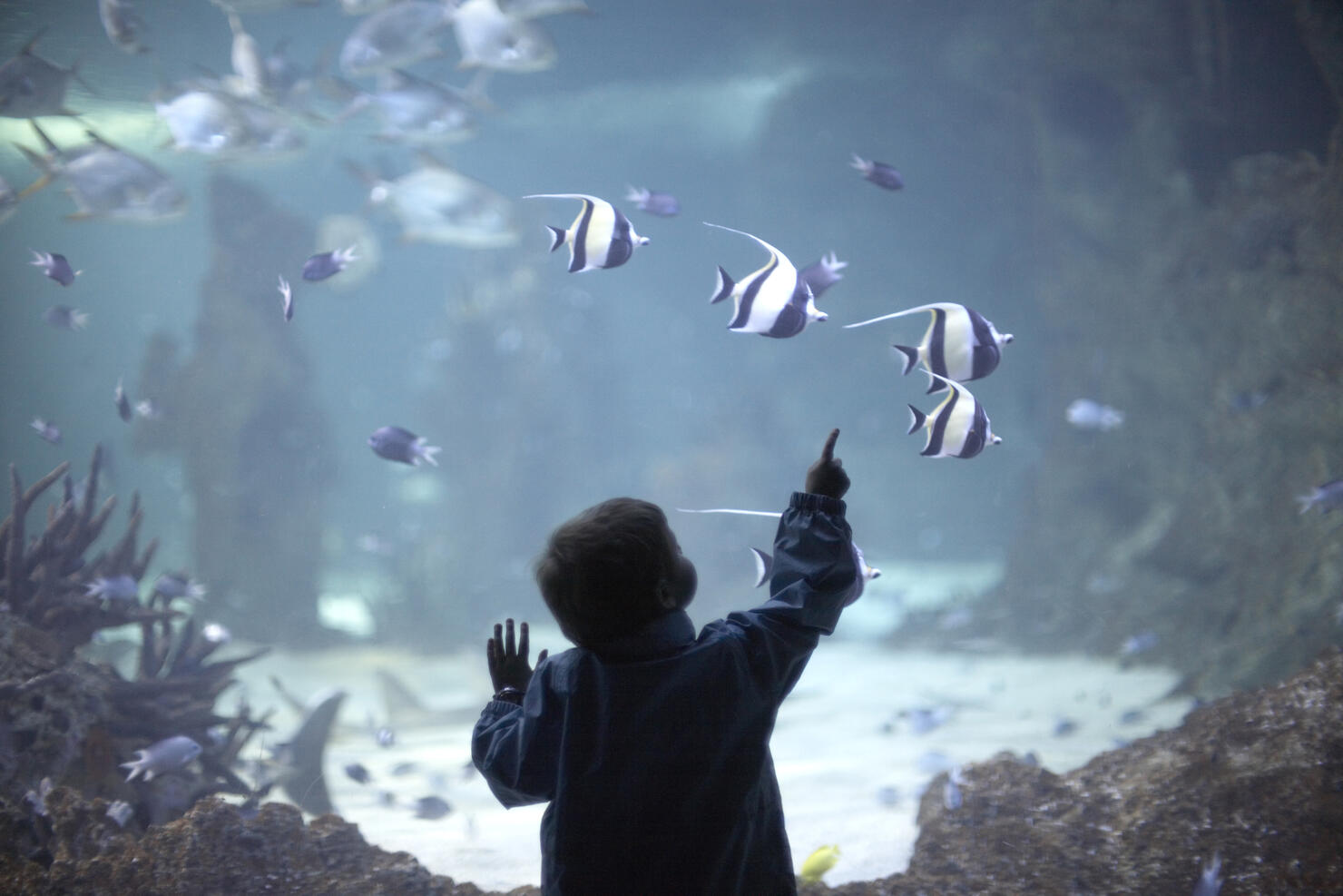 Young boy pointing at tropical fish in aquarium.