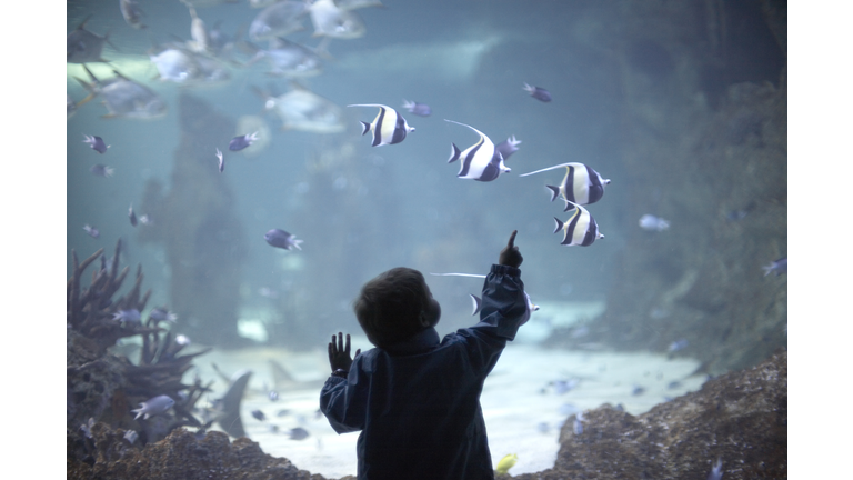 Young boy pointing at tropical fish in aquarium.
