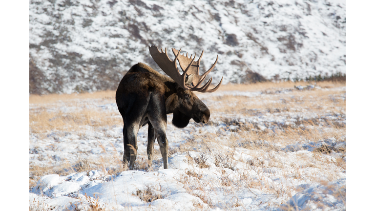 Bull Moose