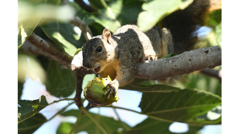 US-ANIMAL-SQUIRREL