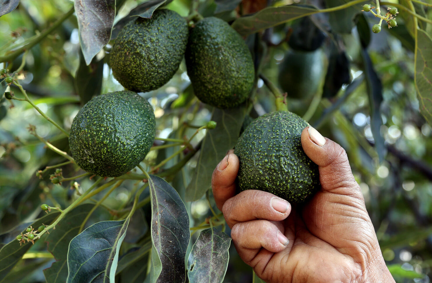 MEXICO-US-BORDER-AVOCADO