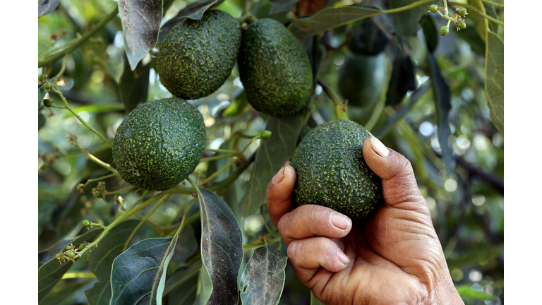 MEXICO-US-BORDER-AVOCADO