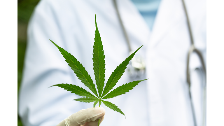 Marijuana leaves in the hands of a medical team Medical background. The concept of oil refining to treat diseases. alternative medicine Natural herbs used to treat diseases.