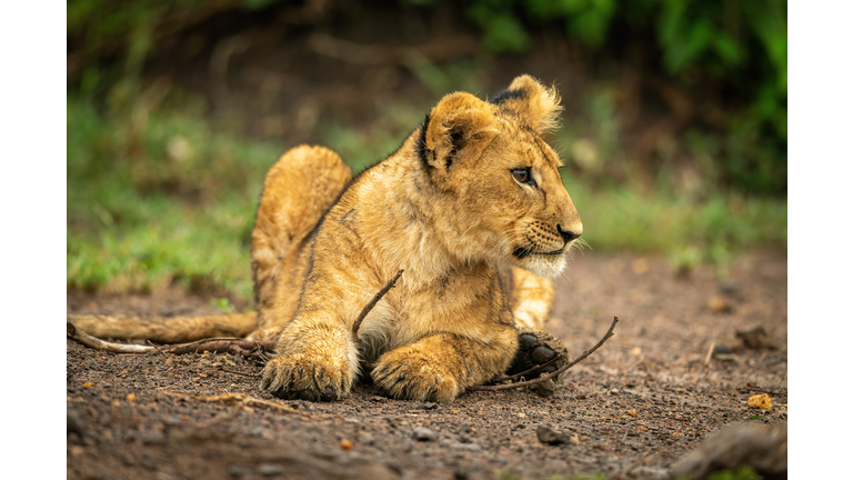 Close-Up Of Lion Cub Lying Staring Right