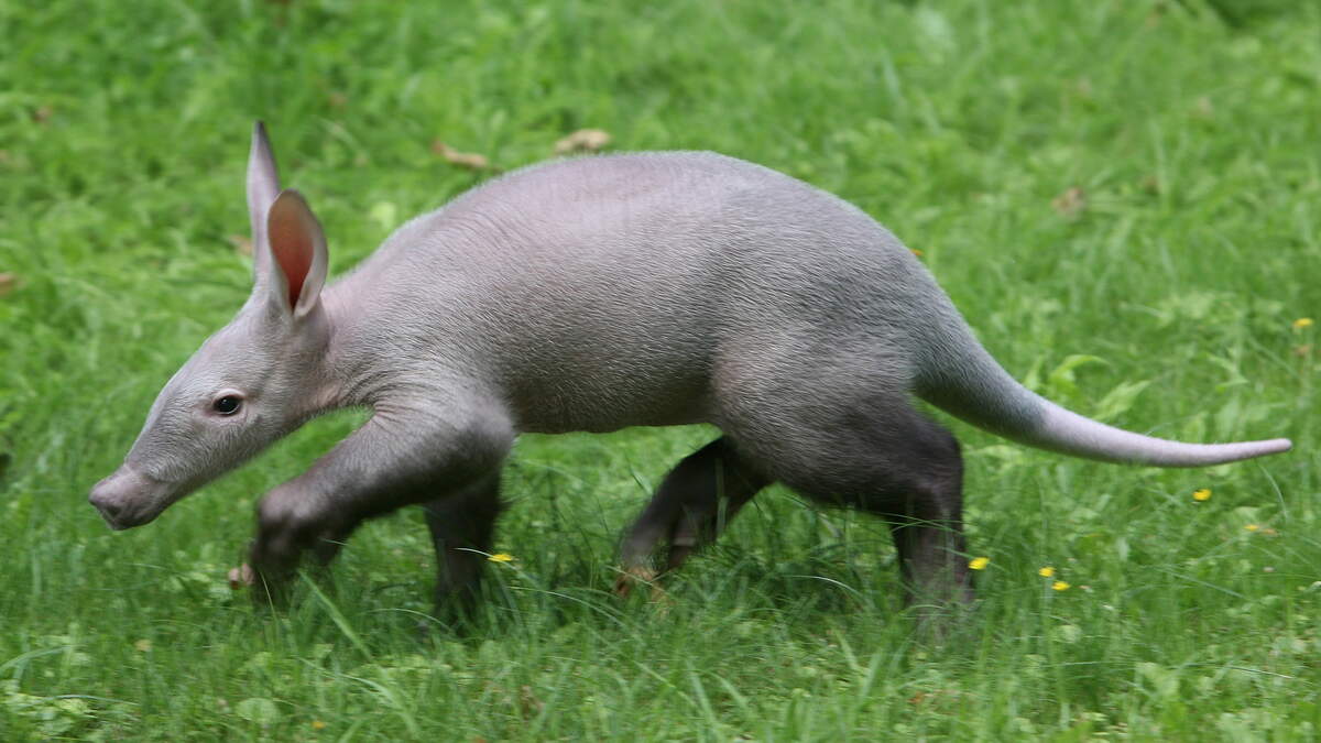 Meet Dobby, newborn aardvark who looks like 'Harry Potter' character