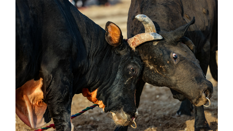 UAE-TRADITION-BULLFIGHT