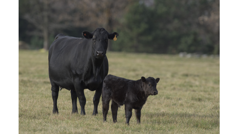 Black Angus Cattle