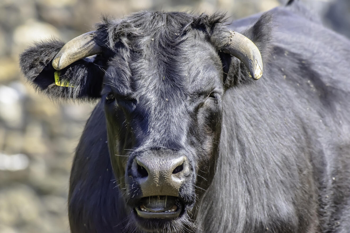 Adorable cow on field looking with interest into camera.