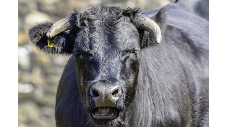 Adorable cow on field looking with interest into camera.