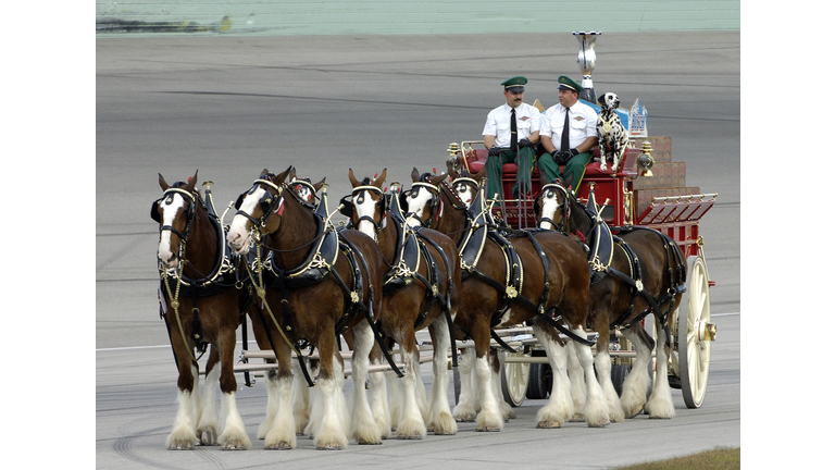 The Famous Budweiser Clydesdales are in Town This Week at Several Locations