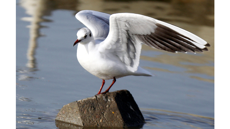 KUWAIT-WILDLIFE-BIRDS