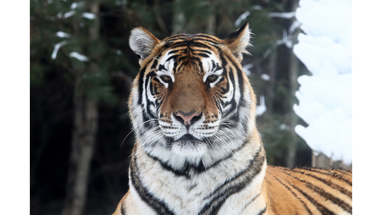 Amusement Park Displays Tigers Ahead Of Year Of The Tiger