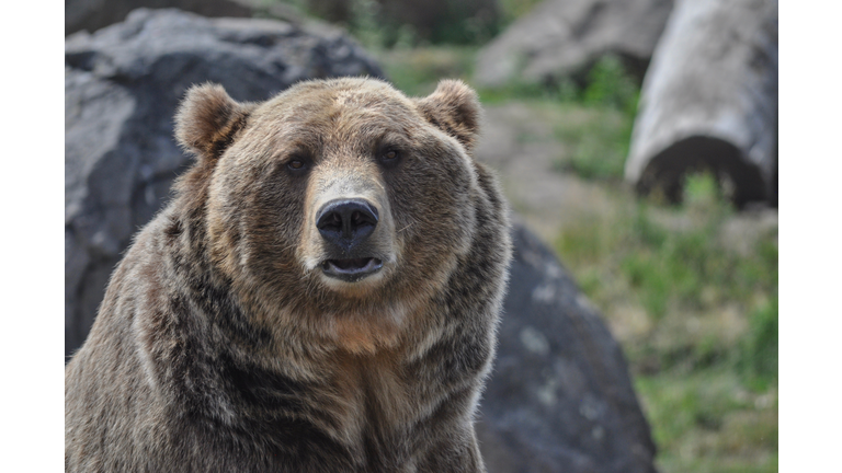 Grizzly Bear Portrait