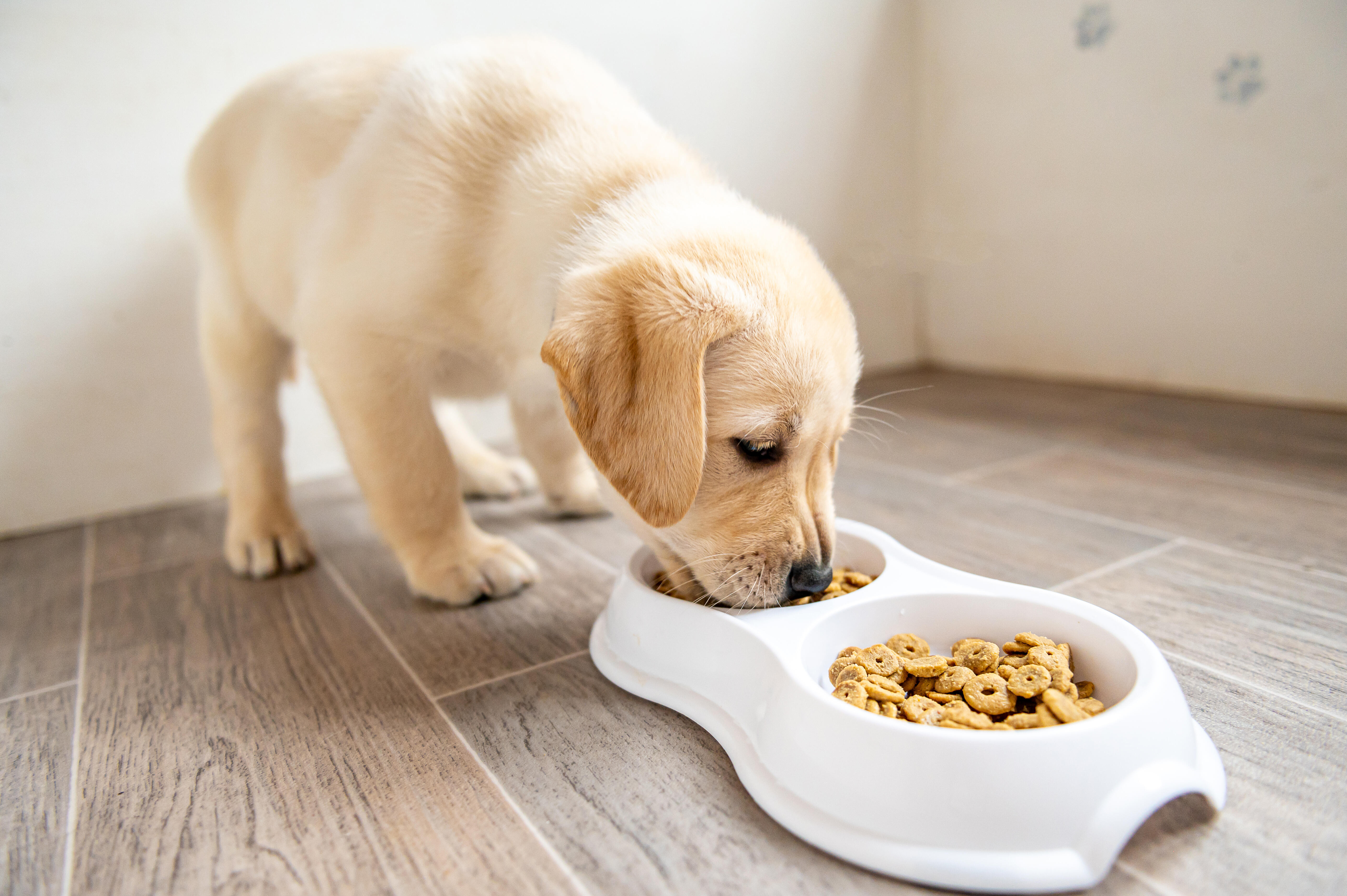 What do your pet eat. Корм для собак. Кормление собак. Щенок кушает.