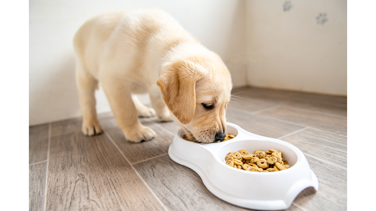 Labrador Retriever Puppy standing and eating from his dog bowl