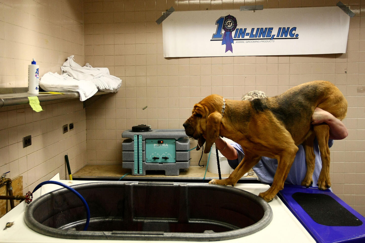Champion Dogs Get Ready For Westminster Dog Show