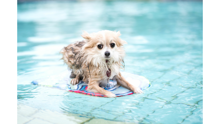 GERMANY-ANIMAL-LIFESTYLE-DOGS