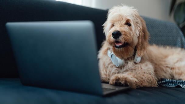 How iHeart’s Pet Radio Will Keep Your Pet Company While You’re Not Home