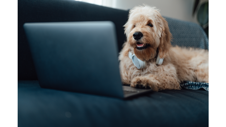 Dog sitting and using computer on sofa at living room