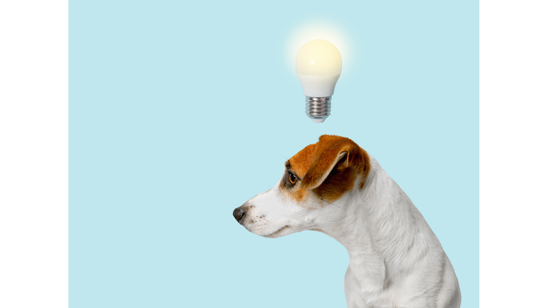 Smart dog with a light bulb, over her head