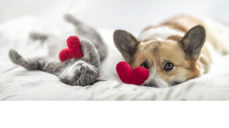 funny friends cute cat and corgi dog are lying on a white bed together