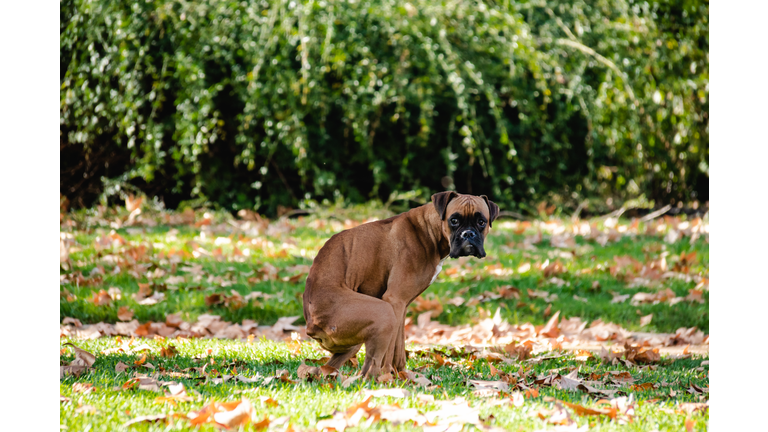 dog at park