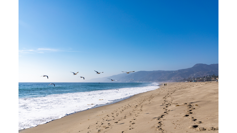 Seagulls flying in Malibu beach california