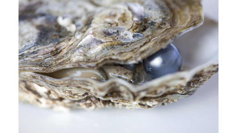 Oyster with grey pearl