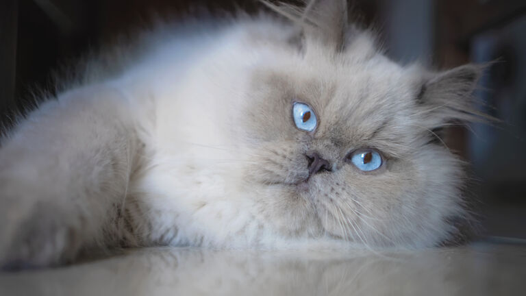 Lazy Himalayan Young Cat