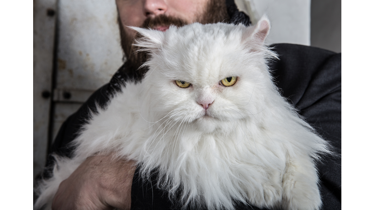 Grumpy white Cat
