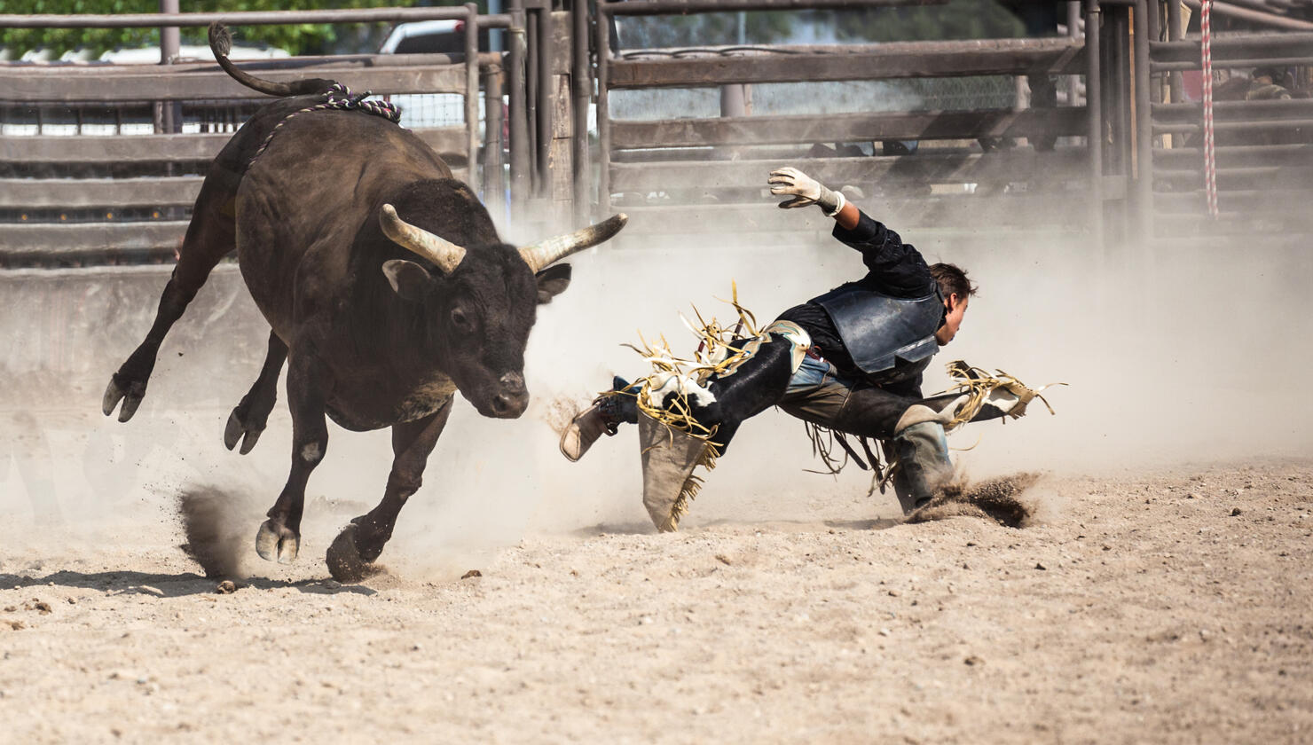 wild west rodeo cowboy riding a bucking black bull