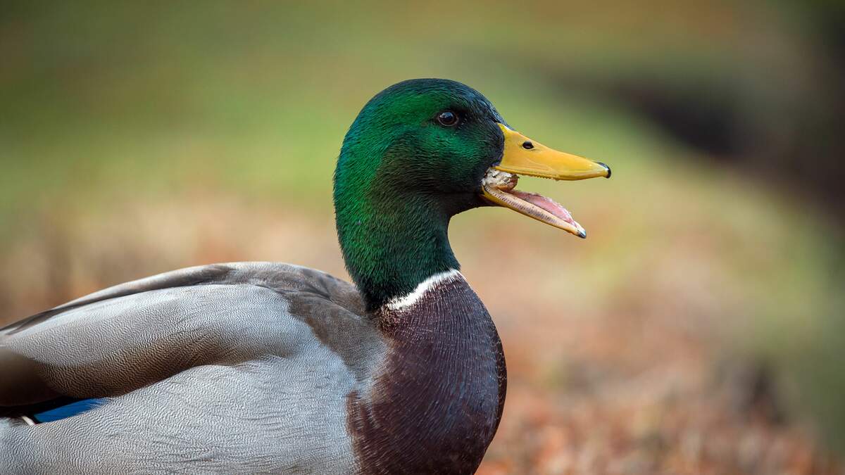 ‘highly Pathogenic’ Avian Influenza Found In Ct Wild Ducks 