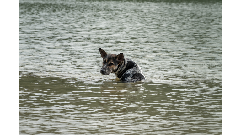 A stray dog sits alone in the flood. Don't abandoned.