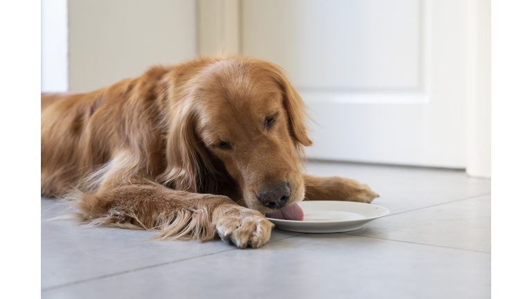Golden Retriever lying on the floor and eating