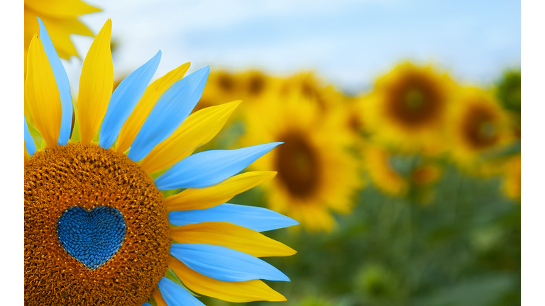 Sunflower with blue heart shaped center, yellow and blue petals. National flag colors. Love Ukraine concept