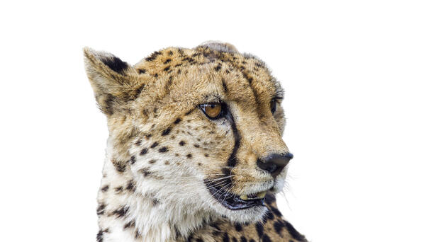 Zoo Miami Cheetah Has Wellness Exam