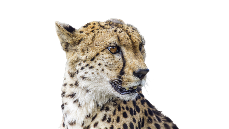 Cheetah in Kruger National park, South Africa