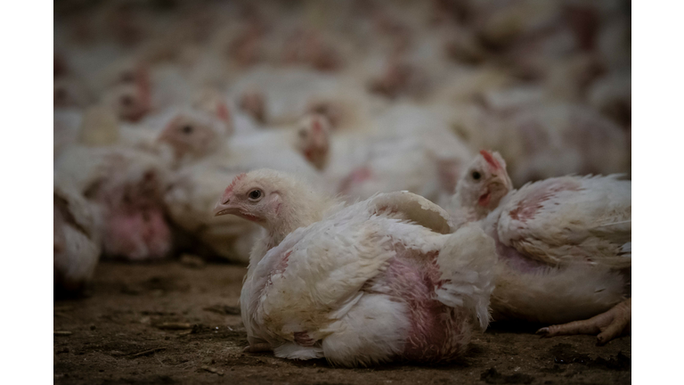 POLAND-CHICKENS-FARM-FOOD-ANIMAL