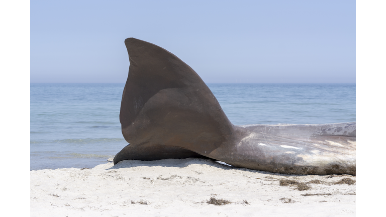 beached whale